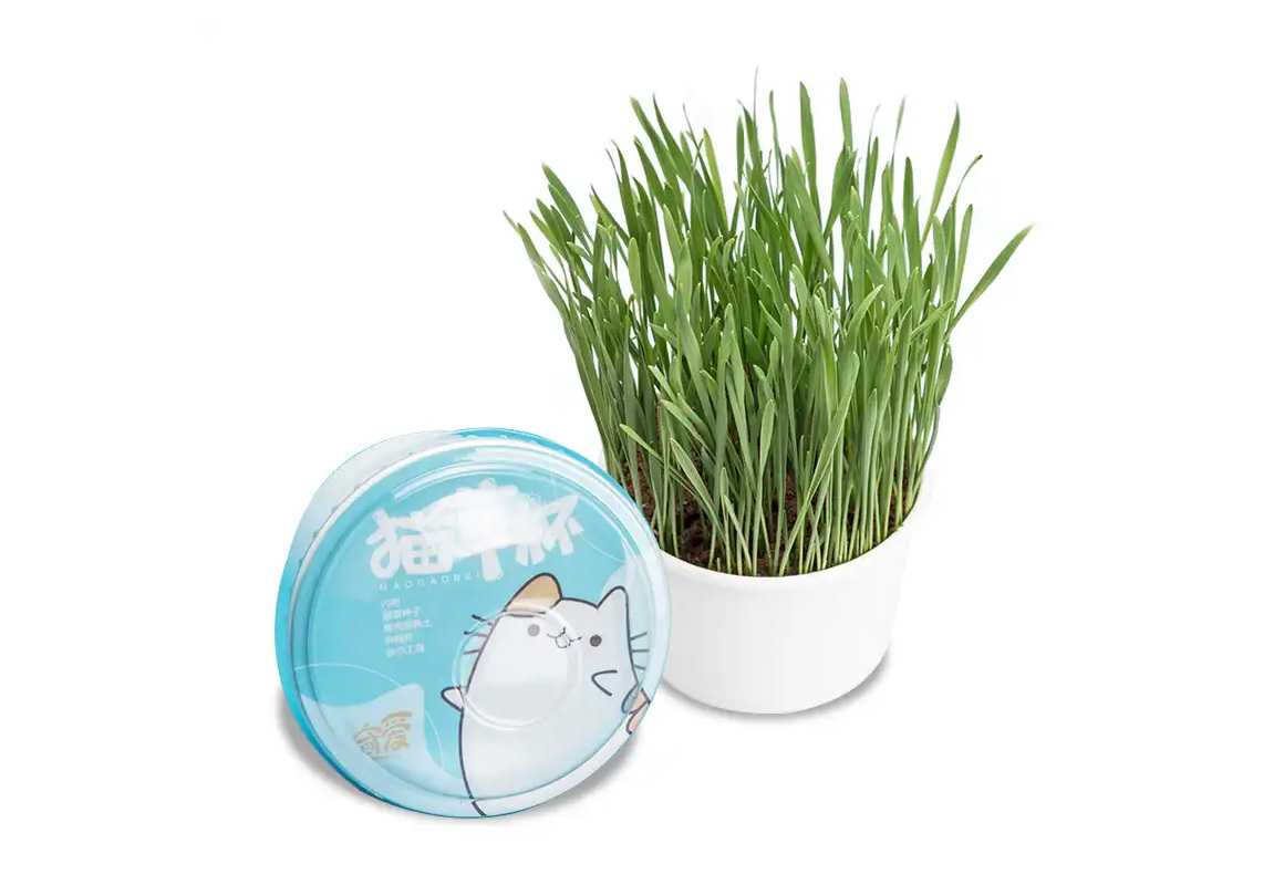 杯裝貓草封口機：為愛寵貓咪鎖住新鮮綠意